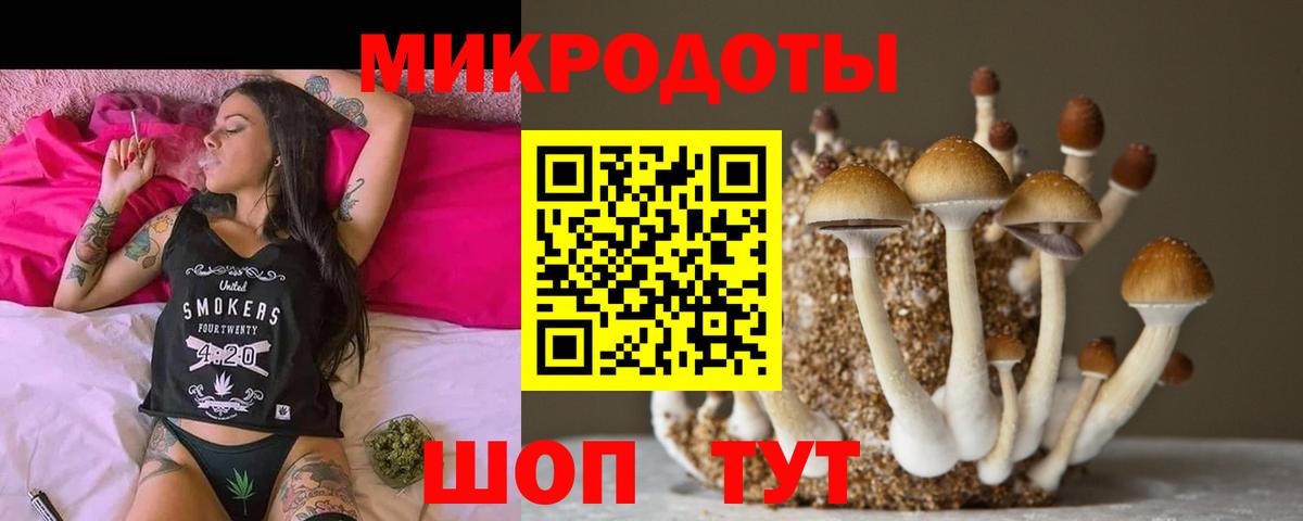 Галлюциногенные грибы Psilocybe Новоалтайск